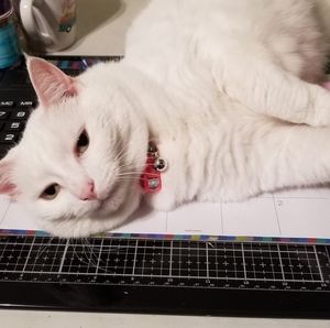 Meet your Posher, Penny